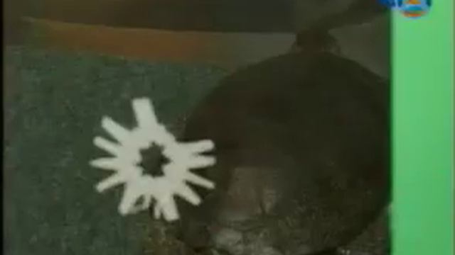 Кто и как зимует в зоопарке. смотреть онлайн