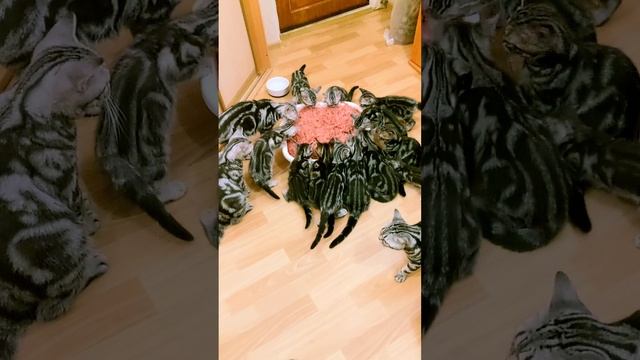 Американский короткошерстный котенок