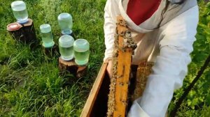 Заселение роя. Как поставить рамку Дадана в Украинский узко- высокий улей.