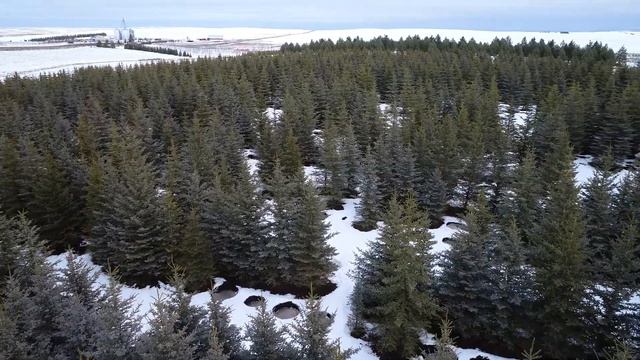 Blue Spruce (Picea pungens) смотреть онлайн