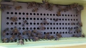 Сбор пыльцы, работа пыльцесборника, Пыльцесборник, пчелы, пчеловодство,