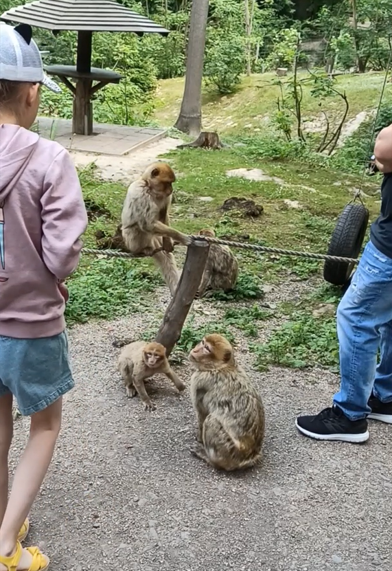 Лучшее видео. Ручные обезьянки.