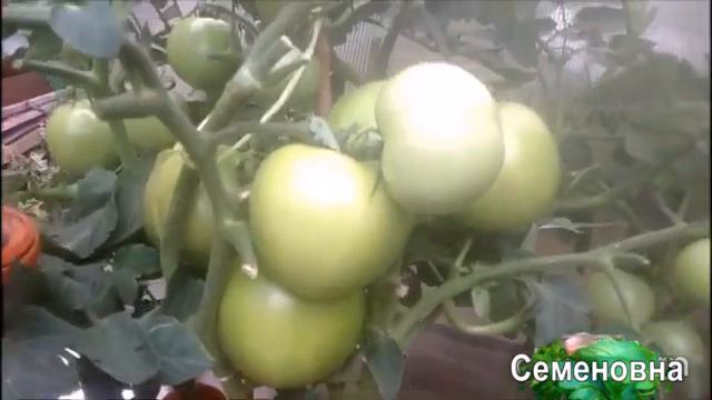 Сорт с одними плюсами! Стойкий, с отличной завязкой и вкусный смотреть онлайн