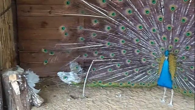 Прекрасные райские птицы на птичьем дворике в Анапе.