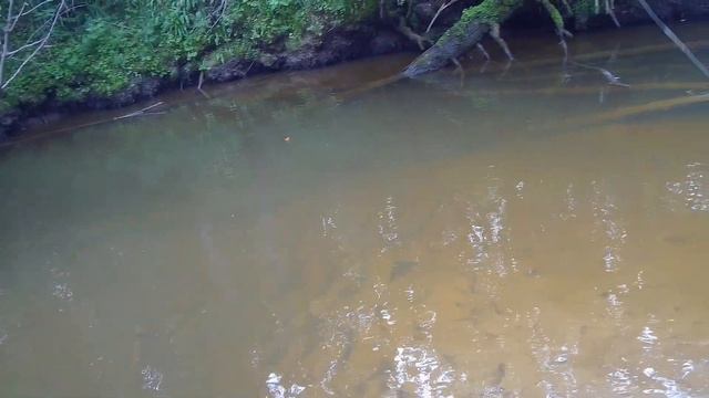 рыбалка на хариуса, июль 2020/ один день в тайге смотреть онлайн