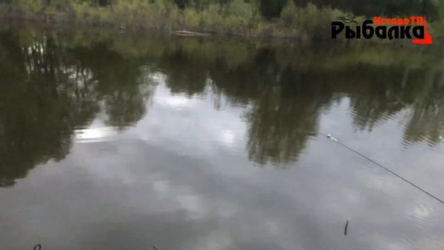 Крупная плотва на Кудьме.Рыбалка на реке Кудьма на фидер инлайн. смотреть онлайн