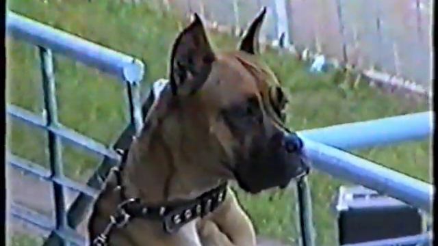 Наши собаки 1997 1998 смотреть онлайн