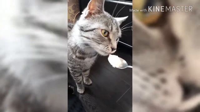 Кот ест мороженое смотреть онлайн
