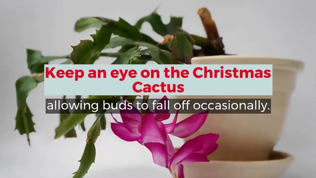 Tips on Growing Christmas Cactus смотреть онлайн