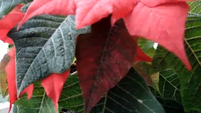 Пуансеттия - Наша красавица подросла смотреть онлайн