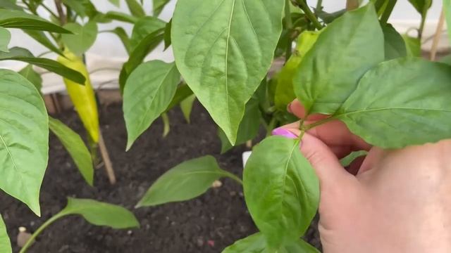 Что сделать, чтобы ПЕРЕЦ ОТЛИЧНО ЗАВЯЗАЛ? Ответы на все вопросы! смотреть онлайн