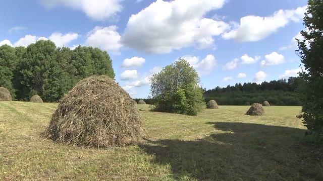 Природа Зарисовки. Окрестности с. Мишкино. смотреть онлайн