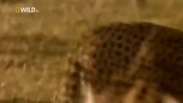 Гепарды, мир, дикой природы,супер хищники, смотреть онлайн