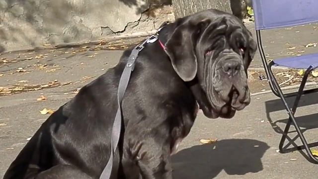 Мастино Наполетано МАЛИНКА. Neapolitan Mastiff смотреть онлайн
