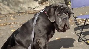 Мастино Наполетано МАЛИНКА. Neapolitan Mastiff
