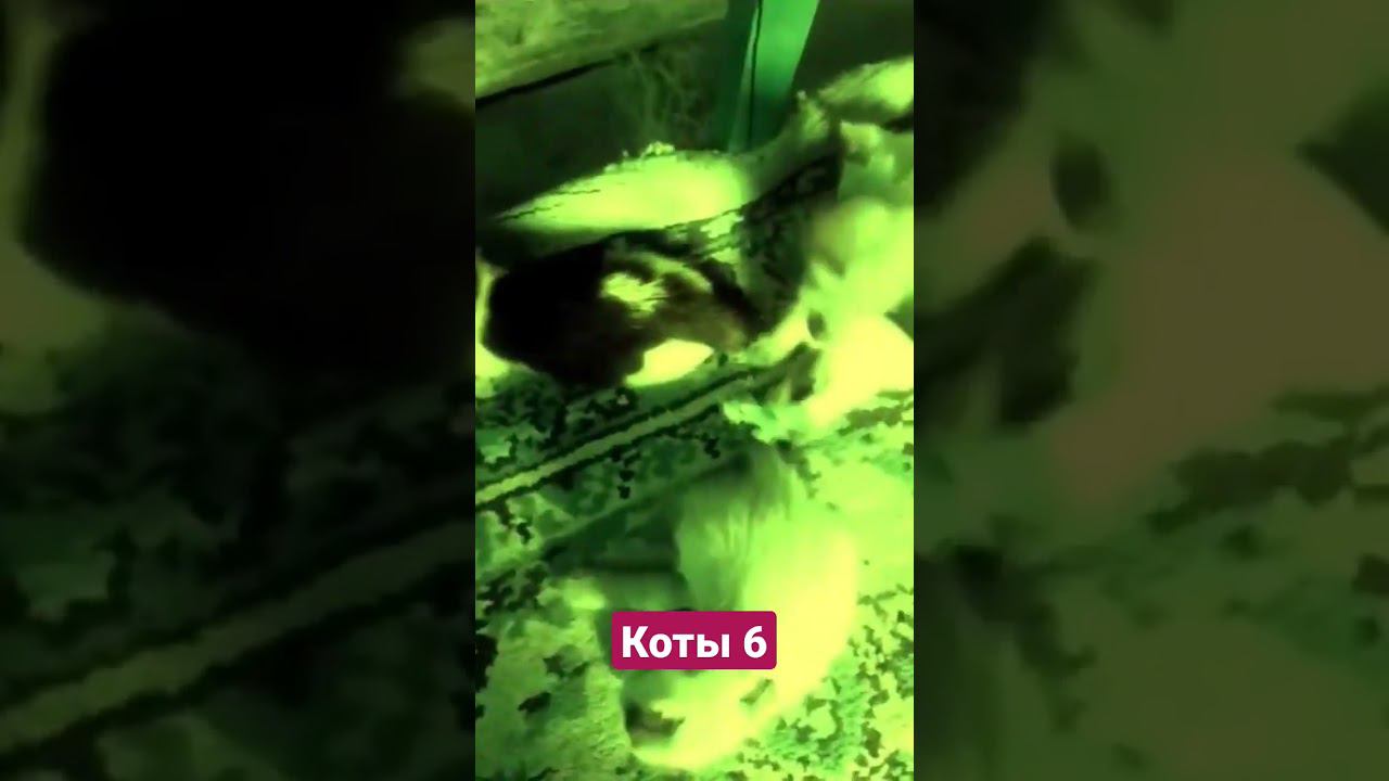 коты 6 #shorts смотреть онлайн