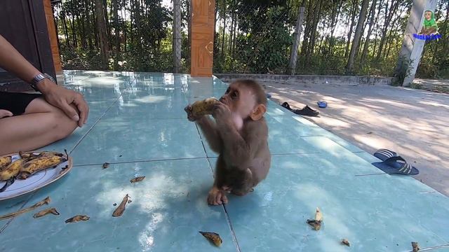 Monkey Baby Sam Loves Banana cute monkey Asher смотреть онлайн