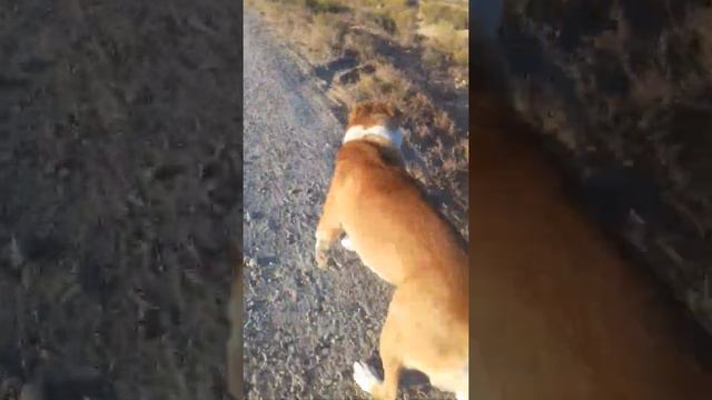 Тренировка Алабая! смотреть онлайн