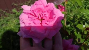 Розы в Подмосковье. Канадская роза LAMBERT CLOSSE / Ламберт Клосс