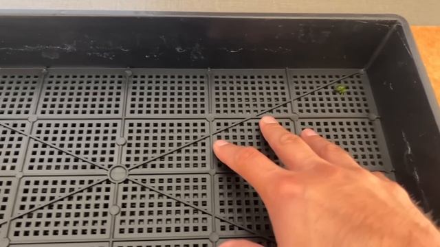 How to Propagate Aquarium Moss FAST!!! (My Best Method) смотреть онлайн
