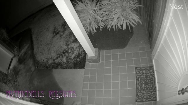 19 09 04 Mythicbells has an unexpected visitor смотреть онлайн