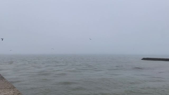 СОЧИ сегодня /ХОСТА / ёжики в тумане!/ море туманное смотреть онлайн