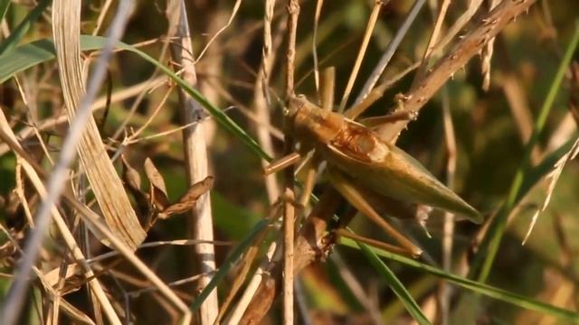 5 июня - Всемирный день окружающей среды. С Днем эколога! Отличная песня. смотреть онлайн