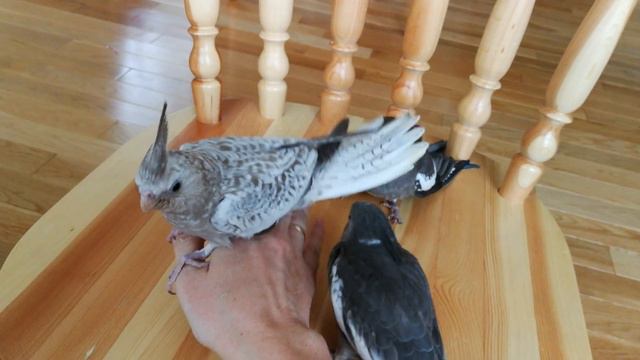 Ручные птенцы выкормыши кореллы смотреть онлайн
