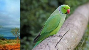 Процесс размножения у Ожереловых попугаев