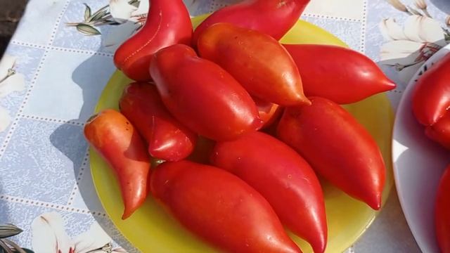 Сорта томатов ч. 1 смотреть онлайн