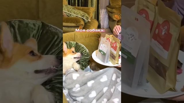 А как ты ведешь себя с собакой?? #дрессировка #dogs #corgi #зоомагазин #лакомства #дрессировка смотреть онлайн