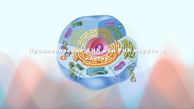 Строение вирусов | Размножение вирусов | Вирусы биология ЕГЭ 2024 смотреть онлайн