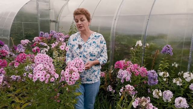 Чтобы флоксы цвели до сентября смотреть онлайн