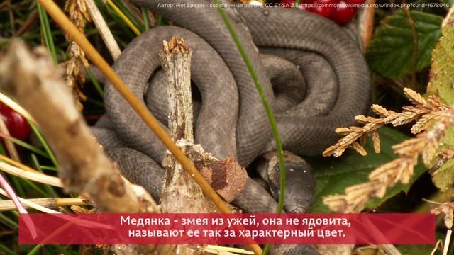 Редкий экземпляр: ученые ПГНИУ рассказывают о краснокнижных животных смотреть онлайн