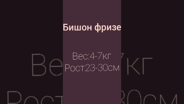 ТОП 5 мелких пород (1часть) смотреть онлайн