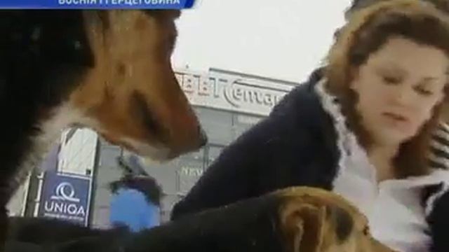 В Боснии спасают от голода и холода бездомных собак.mp4 смотреть онлайн