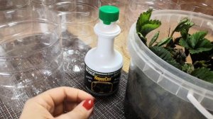 Саженцы клубники фриго. Подготовка к посадке в контейнеры. Задача - сохранить до высадки в грунт.