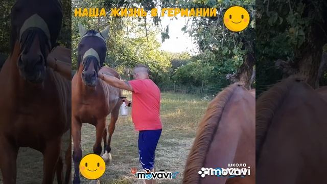 Конюшни в Германии. Содержание лошадей уход и кормление. Как правильно ухаживать за лошадью смотреть онлайн