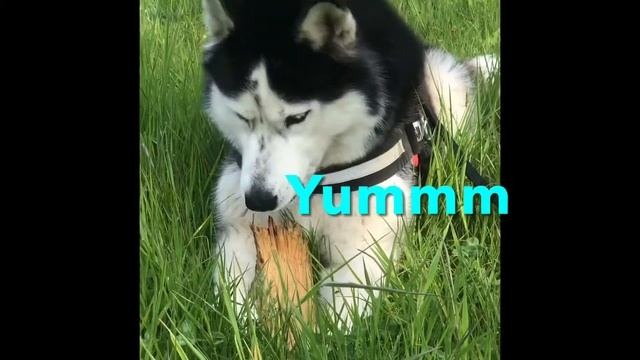 Husky Sadi don’t git Log all the time,But when she does she will shred it. смотреть онлайн