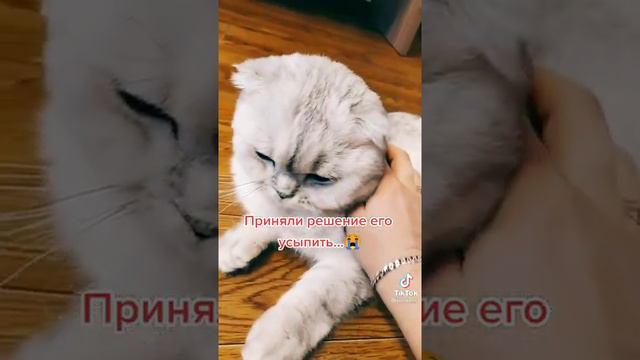усыпление котика ( смотреть онлайн