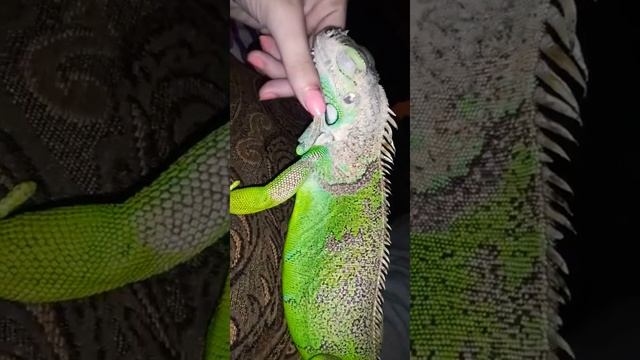 Izzy Free Roaming Life PT 1 смотреть онлайн