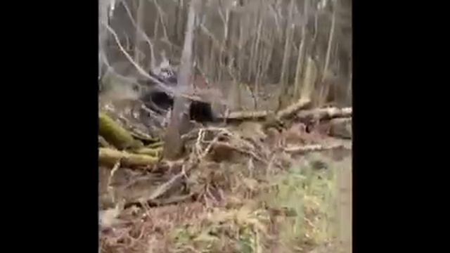 !КВАДРОЦИКЛЫ В ПЕРМИ ОТ ЭКСТРИМ ТУР! Прохождение поваленных деревьев смотреть онлайн