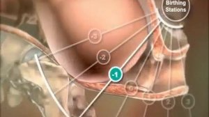 Естественные роды у человека