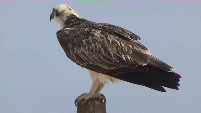 Скопа (Pandion haliaetus). Египет, Красное море. Osprey. Egypt, Red Sea. #Osprey #Pandionhaliaetus смотреть онлайн
