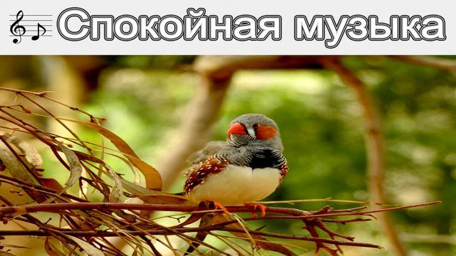 #4 - Sahara Desert - JAde Wii [Скачать музыку. Музыка без авторских прав] смотреть онлайн