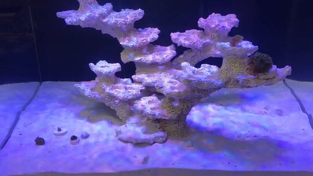 Морской аквариум обзор моих новичков кораллов смотреть онлайн