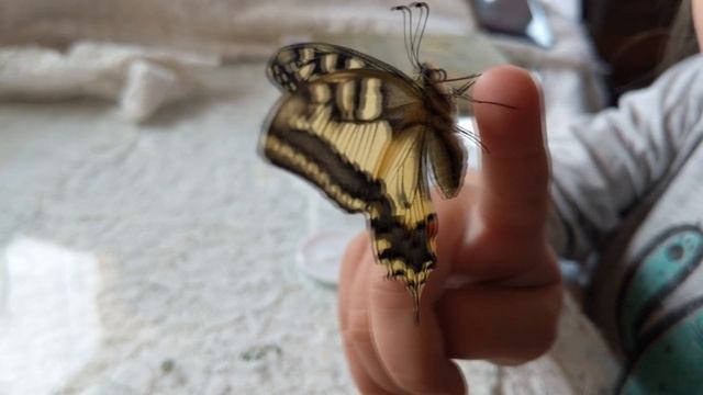 У меня родилась БАБОЧКА МАХАОН гусеница куколка бабочка смотреть онлайн