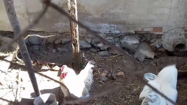 вывод 2020 года пород цыплят белого кохинхина, светлой брамы и кросс доминант. Часть 3 смотреть онлайн