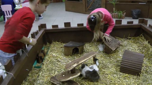 Морские свинки.«СТРАНА ЕНОТиЯ»контактный зоопарк.Guinea pigs. "COUNTRY ENOTIA" contact zoo смотреть онлайн