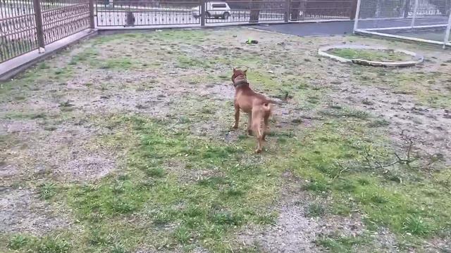 Халк - проблемы с которыми столкнулись смотреть онлайн